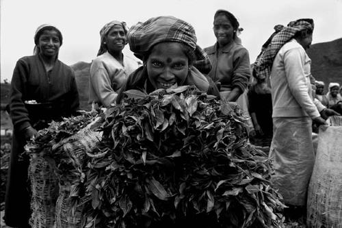 Le donne del tè a Nuwara Eliya