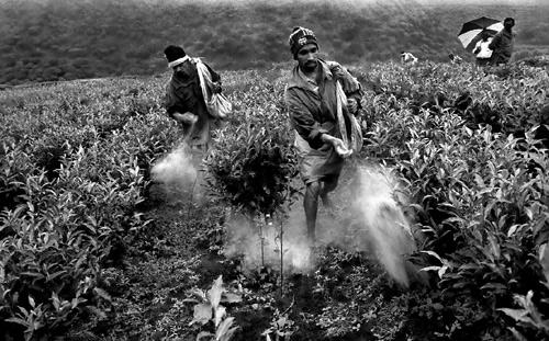 Diserbanti nelle piantagioni del tè-Nuwara Eliya