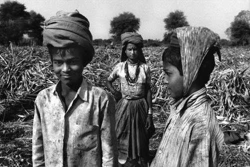 Braccianti raccolgono la canna da zucchero-Barwani-Kadarkheda-Maharashtra